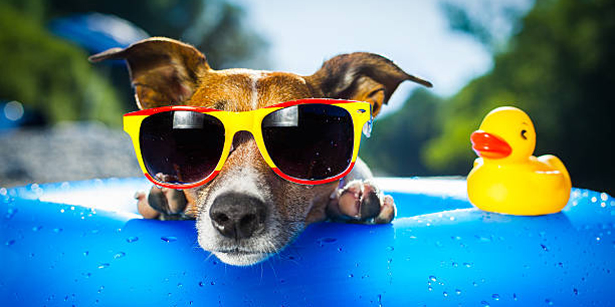 PREZENT DLA DLA PSIEGO PUPILA